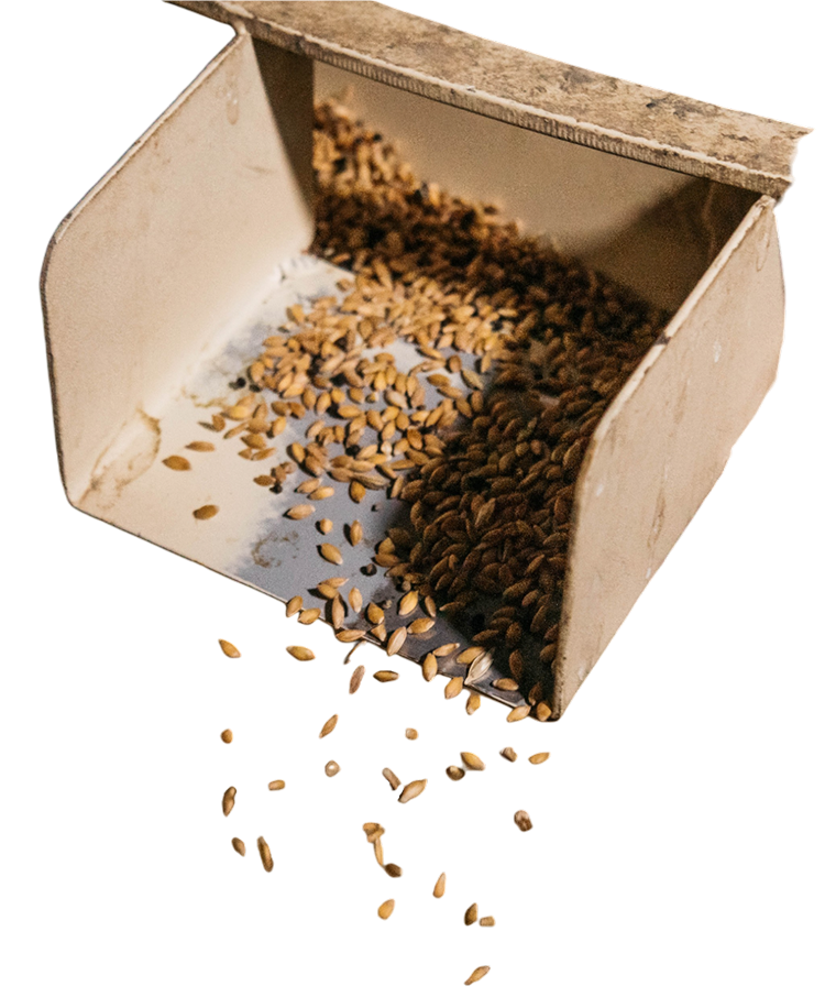 Revival Einkorn